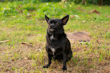 hermosa perra chihuahua negra tomandose fotos en el parque 