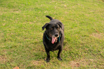 hermoso perro enano labrador color negro tomandose fotos  al aire libre 