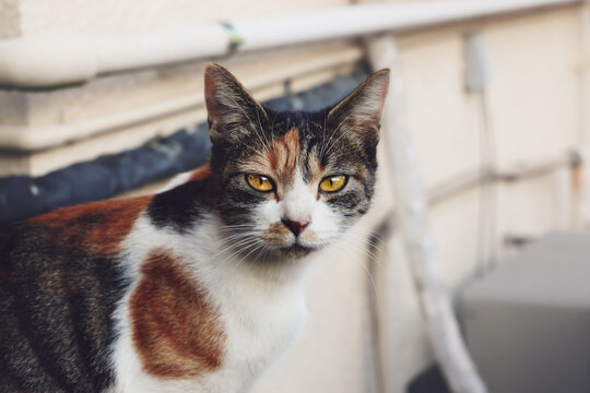 金色の目で見つめるかわいい三毛猫の雌：野良猫・地域猫イメージ素材