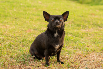 hermosa perra chihuahua negra tomandose fotos en el parque 