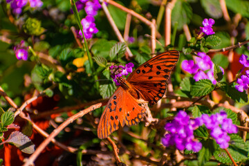 Fototapeta na wymiar Mariposa Monarca polinizando en el jardín. Canelones, Uruguay