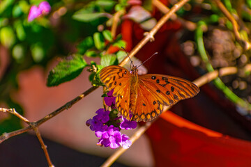 Fototapeta na wymiar Mariposa Monarca polinizando en el jardín. Canelones, Uruguay