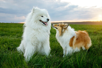 Two dogs are sitting on the lawn. Sheltie and Samoyed - Bjelker's friendship.