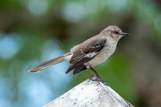 Mockingbird Perched Atop of a Cemetery Headstone