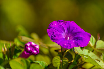 Petunia violeta en el jardín. Canelones, Uruguay