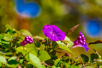 Obraz na płótnie Canvas Petunia violeta en el jardín. Canelones, Uruguay