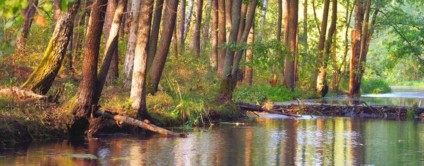 River with a beaver dam in a green deciduous forest at sunset, trees close-up, warm sunlight. Symmetry reflections on the water, natural mirror. Tranquil landscape. Environmental conservation theme © Alex Stemmer