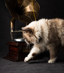 cat and music