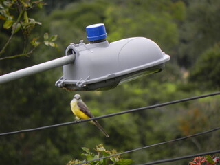Bird