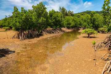 Fototapeta na wymiar Tide rising gently through the sand of interesting texture in the middle of the green mangrove forest. iriomote Island.