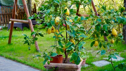 Lemon Tree