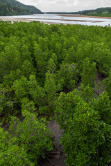 Pristine and very green mangrove forest on cloudy day. Mountain and Urauchi river in the background. Iriomote Island.