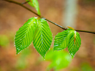 雨に濡れる新緑のブナ