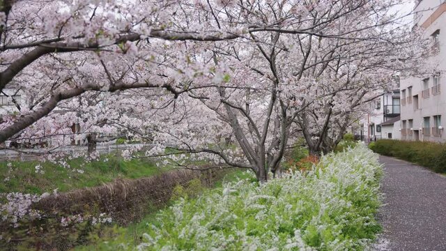 Beautiful Sakura Grove in Springtime in Shiga, Japan. Slow Pan Shot