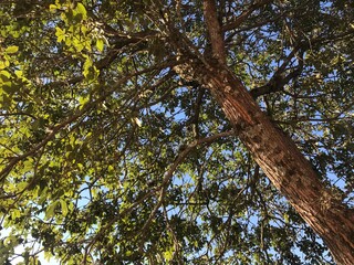 trees in the forest