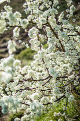 lichen on tree