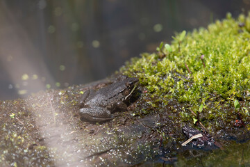 Green Frog