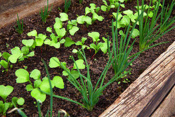 Onion and radish sprouts grow in the ground. Organic vegetable garden.