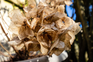 winter flower
