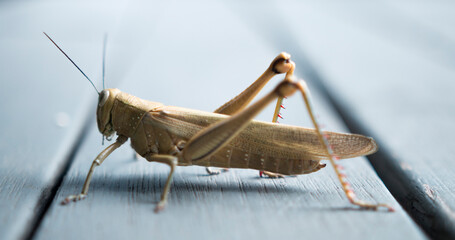 Close Up Shot Of Brown Grasshopper | Macro | Super Details 