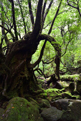 Deep cedar forest of Yakushima, Japan