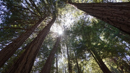 Fototapeta premium Towering trees