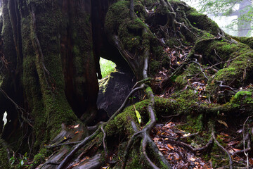 Deep cedar forest of Yakushima, Japan