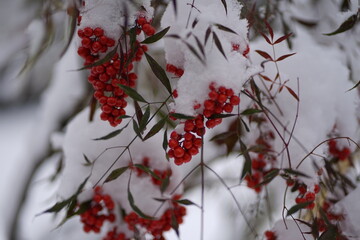 red berries on a branch