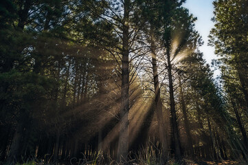 Rayos de sol en bosque de pinos