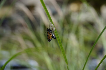 butterfly emerging from coccon