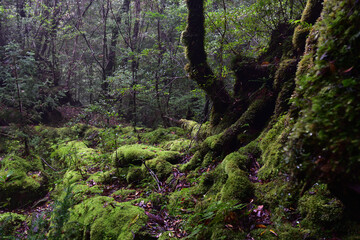 Fototapeta na wymiar Deep cedar forest of Yakushima, Japan