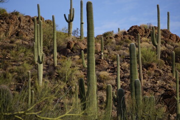 Fototapeta na wymiar Morning cactus view