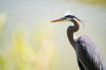 Great gray heron (Ardea cinerea) close up