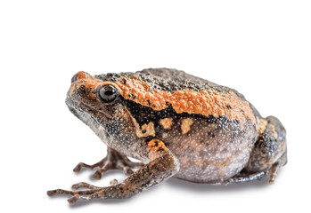 Taiwanese frog (Hoplobatrachus rugulosus) isolated on a white background. Amphibian. Animal.