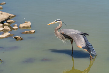 Great gray heron (Ardea cinerea) walks the shallow lake