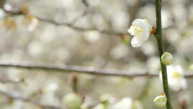 開きかけの白い梅の花 左側にコピースペースあり