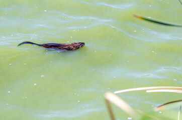Muskrat (Ondatra zibethicus) swims in Lake Elizabeth. Wildlife photography. 
