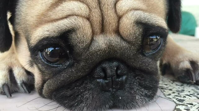Close-up of a cute pug's eyes shifting. Cute pet