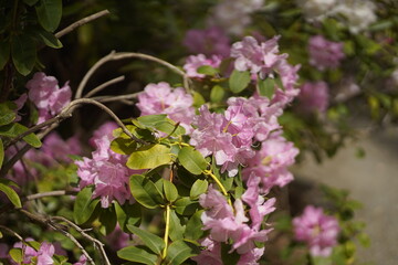 flowers in spring
