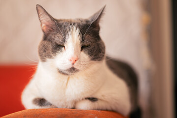 Portrait of a cat laying on an orange couch at home