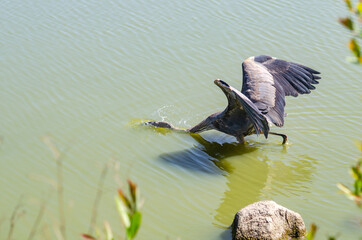 Great gray heron (Ardea cinerea) is fishing in Fremont Central Park. Wildlife photography.	