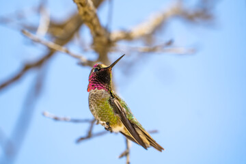 Green hummingbird with red sparkling head sits on a branch