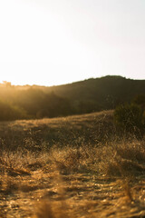Empty Field at Sunset