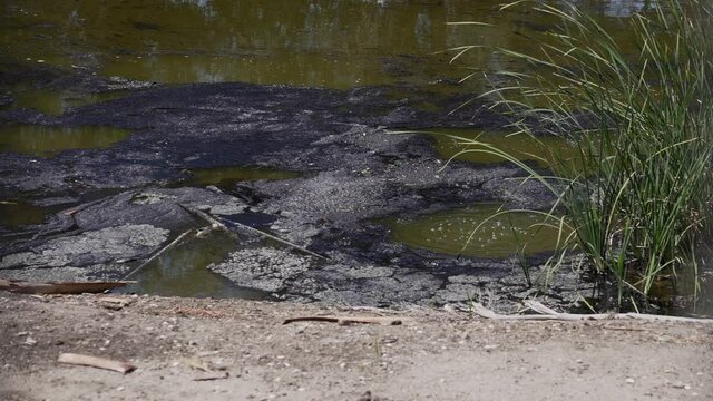 Tar Pit Images – Browse 722 Stock Photos, Vectors, and Video | Adobe Stock