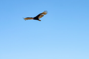 Flying turkey vulture (Cathartes aura) on a blue sky background. Wildlife photography.