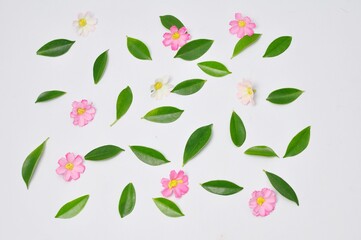 Pink flowers and green leaves on white background