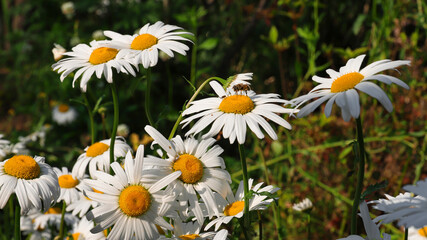 Fototapeta premium daisies in a field