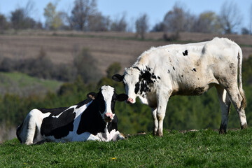Two Holsteins dairy cows turned out in grass pasture