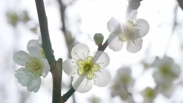 逆光に咲く白い梅の花