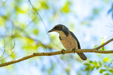 Western Scrub Jay (Aphelocoma Californica) sits on a branch.